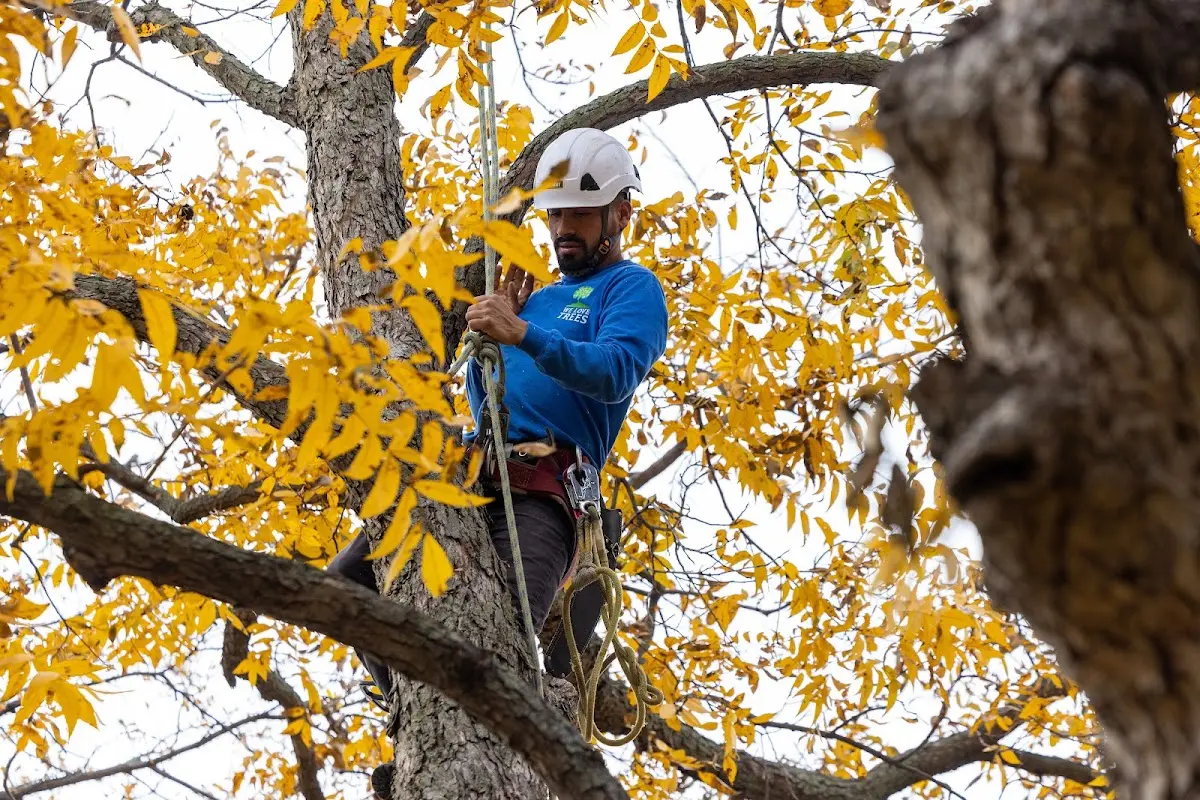 Skilled Tree Planting crew working in Summerville